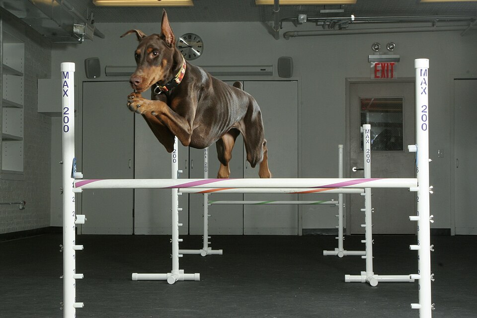 Foto: Andrea Arden / Wikimedia Commons Perro saltando en agility: página web del adiestrador canino Mali Canine K9
